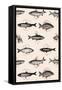 Fishes in Geometrics-Florent Bodart-Framed Stretched Canvas