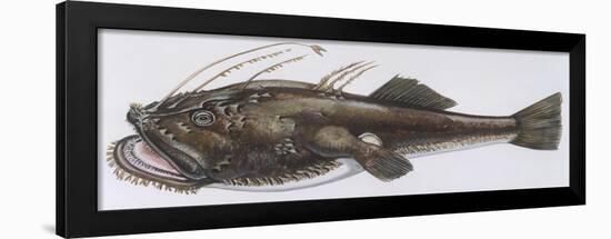 Fishes: Lophiiformes Lophiidae - Angler (Lophius Piscatorius)-null-Framed Giclee Print