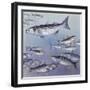 Fishes: Mugilidae (Mullets) Flathead Mullet (Mugil Cephalus)-null-Framed Giclee Print