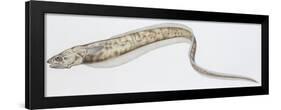 Fishes: Ophidiiformes Carapidae, Pearl Fish (Carapus Acus)-null-Framed Giclee Print