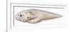Fishes: Ophidiiformes (Cusk Eels) Bellottia Apoda (Bellottia Apoda)-null-Framed Giclee Print
