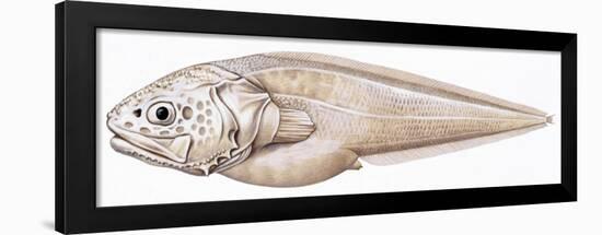 Fishes: Ophidiiformes (Cusk Eels) Bellottia Apoda (Bellottia Apoda)-null-Framed Giclee Print