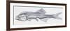Fishes: Ophidiiformes (Cusk Eels) Grammonus Ater (Oligopus Ater, Grammonus Ater)-null-Framed Giclee Print