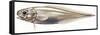 Fishes: Ophidiiformes (Cusk Eels) Robust Cusk-Eel (Benthocomets Robustus)-null-Framed Stretched Canvas