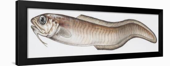 Fishes: Ophidiiformes- Parophidion Vassali-null-Framed Giclee Print