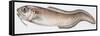 Fishes: Ophidiiformes- Parophidion Vassali-null-Framed Stretched Canvas