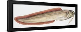Fishes: Ophidiiformes - Snake Blenny (Ophidion Barbatum)-null-Framed Giclee Print