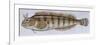 Fishes: Perciformes Blenniidae - Tompot Blenny (Parablennius Gattorugine)-null-Framed Giclee Print