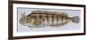 Fishes: Perciformes Blenniidae - Tompot Blenny (Parablennius Gattorugine)-null-Framed Giclee Print