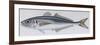 Fishes: Perciformes Carangidae - Atlantic Horse Mackerel (Trachurus Trachurus)-null-Framed Giclee Print