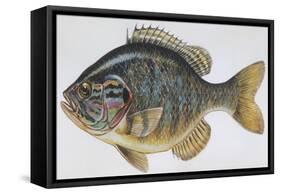 Fishes: Perciformes Centrarchidae - Pumpkinseed (Lepomis Gibbosus)-null-Framed Stretched Canvas