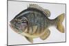 Fishes: Perciformes Centrarchidae - Pumpkinseed (Lepomis Gibbosus)-null-Mounted Giclee Print