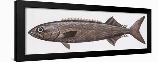 Fishes: Perciformes Gempylidae, Oilfish (Ruvettus Pretiosus)-null-Framed Giclee Print