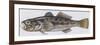 Fishes: Perciformes Gobiidae - Black Goby (Gobius Niger)-null-Framed Premium Giclee Print
