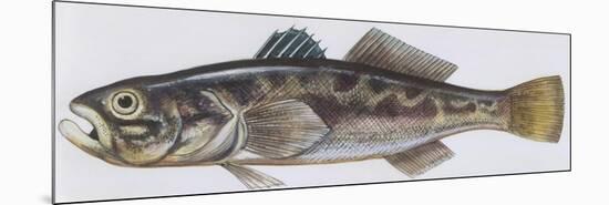 Fishes: Perciformes Gobiidae - Black Goby (Gobius Niger)-null-Mounted Premium Giclee Print