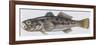 Fishes: Perciformes Gobiidae - Black Goby (Gobius Niger)-null-Framed Giclee Print