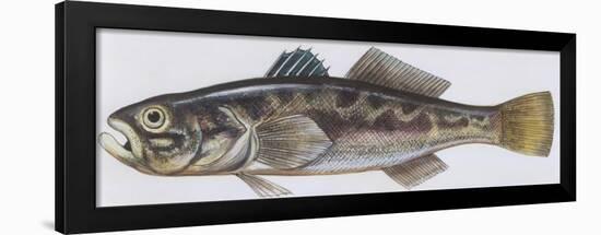 Fishes: Perciformes Gobiidae - Black Goby (Gobius Niger)-null-Framed Giclee Print