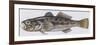 Fishes: Perciformes Gobiidae - Black Goby (Gobius Niger)-null-Framed Giclee Print