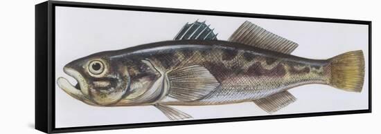 Fishes: Perciformes Gobiidae - Black Goby (Gobius Niger)-null-Framed Stretched Canvas