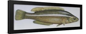Fishes: Perciformes Labridae - Brown Wrasse (Labrus Merula)-null-Framed Giclee Print