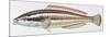 Fishes: Perciformes Labridae - Mediterranean Rainbow Wrasse (Coris Julis)-null-Mounted Giclee Print