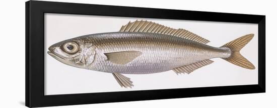 Fishes: Perciformes (Perch-Likes) Bogue (Boops Boops)-null-Framed Giclee Print