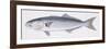 Fishes: Perciformes Pomatomidae, Bluefish (Pomatomus Saltatrix)-null-Framed Giclee Print