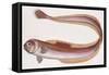 Fishes: Perciformes, Red Bandfish - (Cepola Rubescens)-null-Framed Stretched Canvas