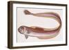 Fishes: Perciformes, Red Bandfish - (Cepola Rubescens)-null-Framed Giclee Print