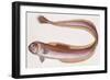 Fishes: Perciformes, Red Bandfish - (Cepola Rubescens)-null-Framed Giclee Print