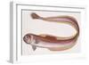 Fishes: Perciformes, Red Bandfish - (Cepola Rubescens)-null-Framed Giclee Print