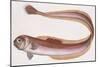 Fishes: Perciformes, Red Bandfish - (Cepola Rubescens)-null-Mounted Giclee Print