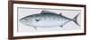 Fishes: Perciformes Scombridae - Atlantic Bonito (Sarda Sarda)-null-Framed Premium Giclee Print