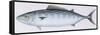 Fishes: Perciformes Scombridae - Atlantic Bonito (Sarda Sarda)-null-Framed Stretched Canvas