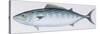 Fishes: Perciformes Scombridae - Atlantic Bonito (Sarda Sarda)-null-Stretched Canvas
