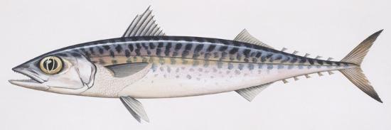 Fishes: Perciformes Scombridae, Chub Mackerel (Scomber Japonicus