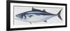Fishes: Perciformes Scombridae, Skipjack Tuna (Katsuwonus Pelamis)-null-Framed Giclee Print