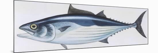 Fishes: Perciformes Scombridae, Skipjack Tuna (Katsuwonus Pelamis)-null-Mounted Giclee Print