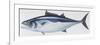 Fishes: Perciformes Scombridae, Skipjack Tuna (Katsuwonus Pelamis)-null-Framed Premium Giclee Print