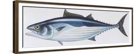 Fishes: Perciformes Scombridae, Skipjack Tuna (Katsuwonus Pelamis)-null-Framed Premium Giclee Print