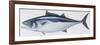 Fishes: Perciformes Scombridae, Skipjack Tuna (Katsuwonus Pelamis)-null-Framed Premium Giclee Print