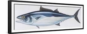 Fishes: Perciformes Scombridae, Skipjack Tuna (Katsuwonus Pelamis)-null-Framed Premium Giclee Print