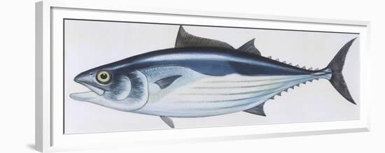 Fishes: Perciformes Scombridae, Skipjack Tuna (Katsuwonus Pelamis)-null-Framed Premium Giclee Print