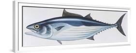 Fishes: Perciformes Scombridae, Skipjack Tuna (Katsuwonus Pelamis)-null-Framed Premium Giclee Print