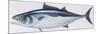 Fishes: Perciformes Scombridae, Skipjack Tuna (Katsuwonus Pelamis)-null-Mounted Premium Giclee Print