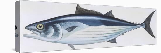 Fishes: Perciformes Scombridae, Skipjack Tuna (Katsuwonus Pelamis)-null-Stretched Canvas