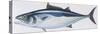 Fishes: Perciformes Scombridae, Skipjack Tuna (Katsuwonus Pelamis)-null-Stretched Canvas