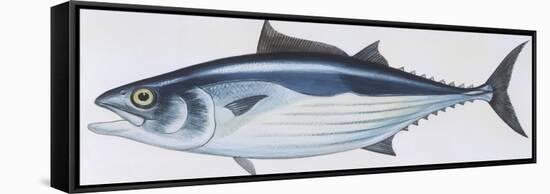 Fishes: Perciformes Scombridae, Skipjack Tuna (Katsuwonus Pelamis)-null-Framed Stretched Canvas