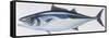 Fishes: Perciformes Scombridae, Skipjack Tuna (Katsuwonus Pelamis)-null-Framed Stretched Canvas