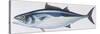 Fishes: Perciformes Scombridae, Skipjack Tuna (Katsuwonus Pelamis)-null-Stretched Canvas